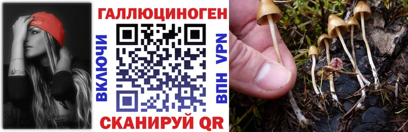 Галлюциногенные грибы Psilocybe  Купить закладки  Луховицы 